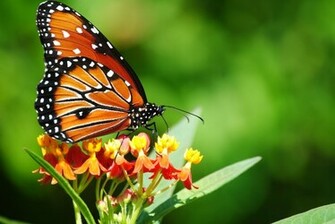 Butterfly Screensavers