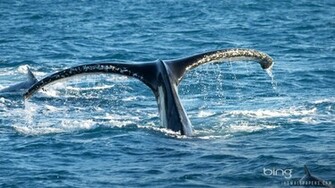 Humpback Whale Wallpaper