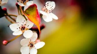 Cherry Flower Full Screen Wallpaper HD Top