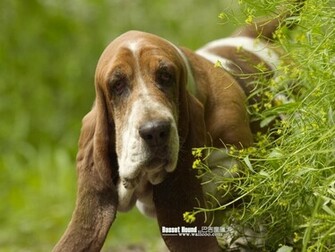 Basset Hound Portrait Photos Wallpaper No