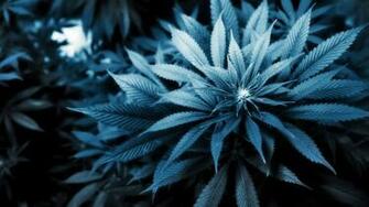 Wallpaper Weed Marijuana Cannabis Leaf