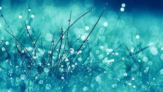 Waterdrops On Blue Grass HD Wallpaper