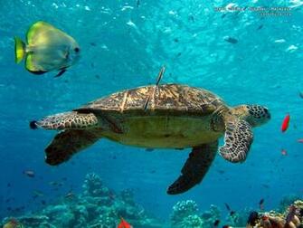 Tropical Bird Bugatti Veyron Green Plant Homer Shark