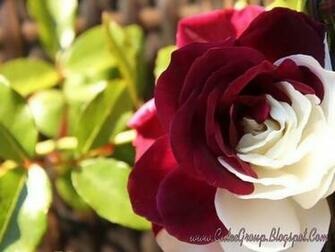 Cute Roses Wallpaper The World Of Fun Cutee Group