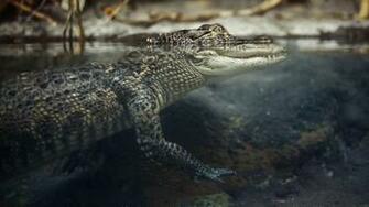 Alligator Wallpaper X Net