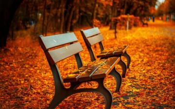 Wallpaper Fall Autumn Leaves On Path Benches
