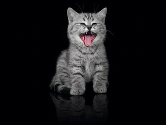 Little Cats Grey Kitten With Black Background Wallpaper