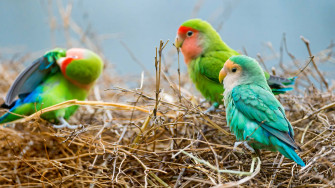Aesthetic Animals Wallpaper