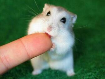 Hamster Wallpaper High Quality And Resolution