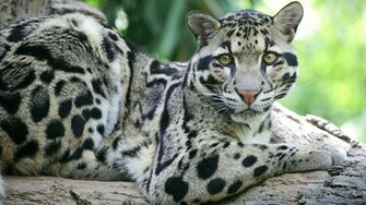 Clouded Leopard Wallpaper HD
