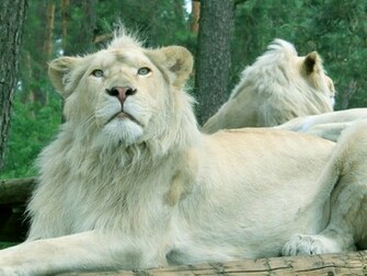 Wallpaper White Lion Desktop
