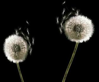 Black And White Minimalist Elegant Dandelion Wallpaper