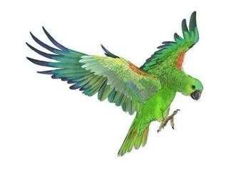 Wallpaper Clipart Green Parrot Photo