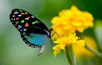 Beautiful Butterfly Wallpaper HD