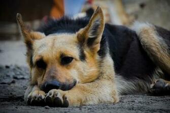 German Shepherd 4k Wallpaper Shepherds