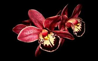 Orchid Wallpaper