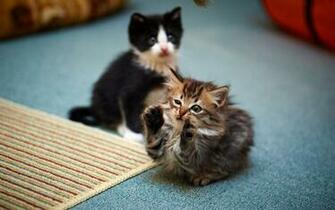 Funny Sayings Pictures Cat Wallpaper Desktop Image Windows