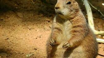 Groundhog Day Wallpaper Image