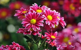 Cool HD Wallpaper Flowers Desktop Background