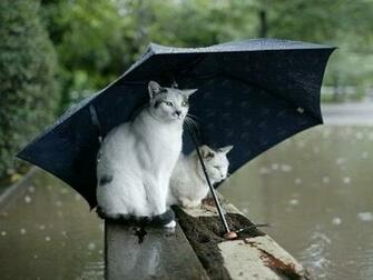 Desktop Fun Rainy Days Wallpaper Collection Series