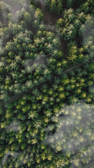 Best Tree iPhone HD Wallpaper