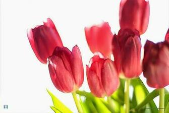 Spring Flowers Desktop Description Filename