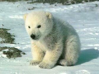 Panda And Bear Photos Wallpaper Resolution 46s Image