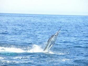I267 Photobucket Albums Ii289 Nickfro Other Marlin Jpg