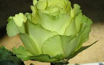 Wallpaper Cabbage Rose X Widescreen Desktop