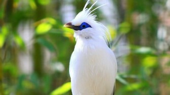 Birds Wallpaper Funawake