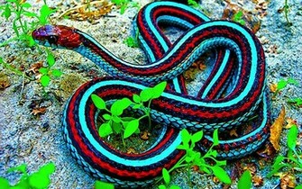 Blue Snake Red And Wallpaper Myspace