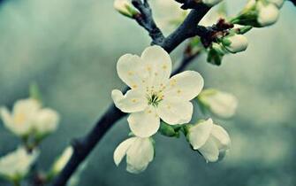 Fantastic White Flowers Wallpaper