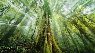 Mystical Forest Wallpaper
