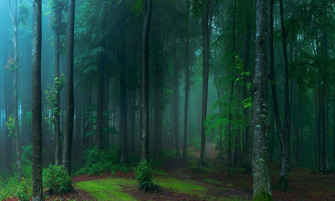 Mystical Forest Wallpaper