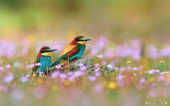 Wallpaper Animal Spring Flowers And Birds