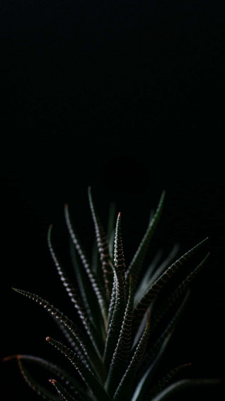 Get Inspired With These Succulent iPhone Wallpaper