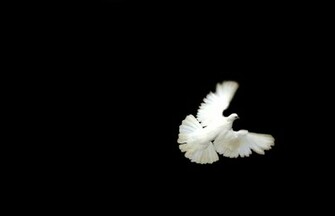 Dove Wallpaper