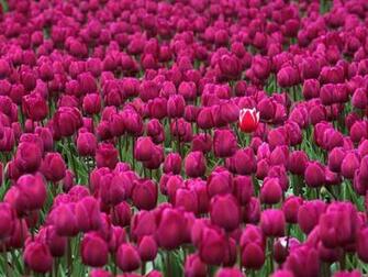 One In A Million Skagit Valley Tulip Festival Washington Wallpaper