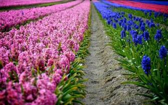 Spring Flowers Plantation Rows HD Wallpaper 3d