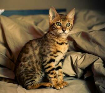 Red Bengal Cat HD Wallpaper Background Image