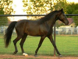 Cute Horses Wallpaper Horse