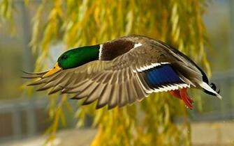 Fly Wallpaper Birds Desktop