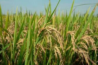 Image Syngenta