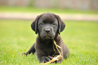 Puppies Wallpaper