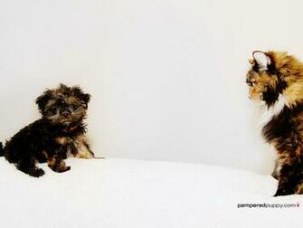 Dog Wallpaper The Staredown Tiny Shih Tzu Yorkie Puppy And