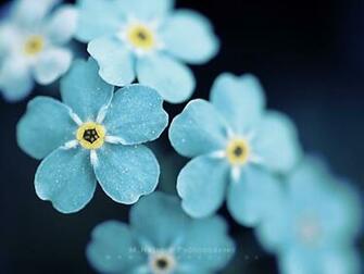 Beautiful Flowers Wallpaper Wednesday