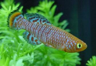 Top Quality Desktop Fish Wallpaper For Your Computer S