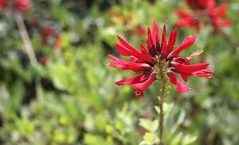 Coral Bean Flowers Pictures Wallpaper