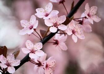 Beautiful Pink Cherry Blossom Wallpaper Colors Photo