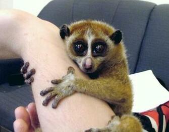 Wallpaper Image Includes Tons Of HD Cute Sloth Read More